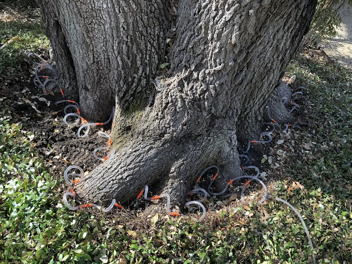 Detailed Tree Cabling and Bracing job site in Morrill