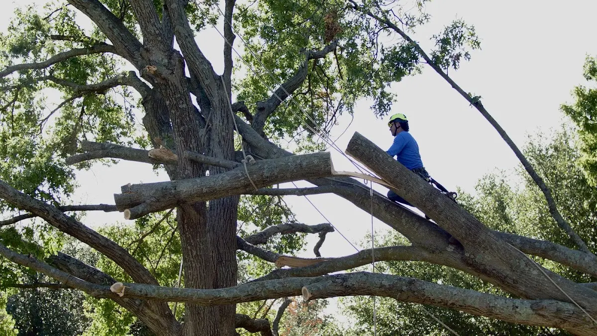 Professional Crown Thinning performed by certified arborists in Morrill