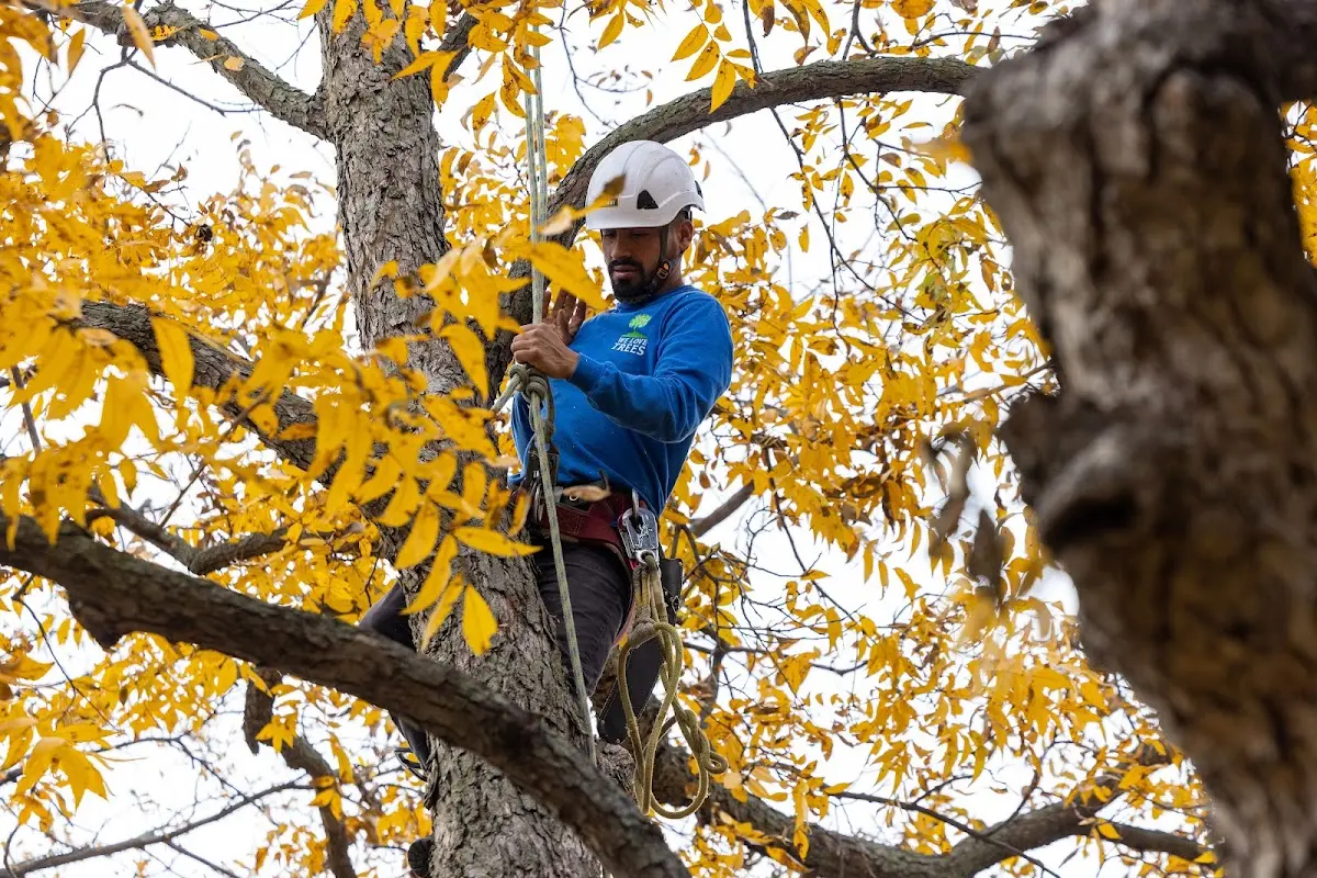 Skilled Tree Planting crew working in Morrill